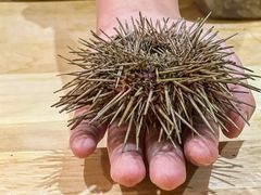 -鮨乐亭Omakase·海胆宴