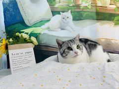 -爱洗澡的猫(望京店)
