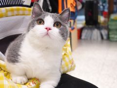 -momokira米努特·德文卷毛猫·棉花面纱犬