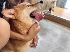 -more than meow吴止猫主题餐厅(承德 中船汇店)