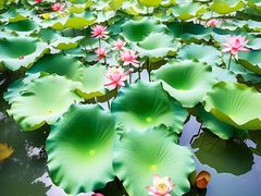 -丁香湖公园