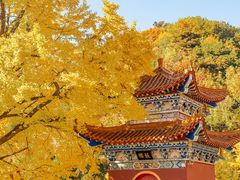 -遵化市禅林寺古银杏风景园