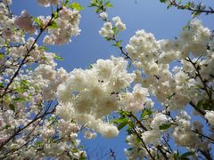 -天适樱花悠乐园