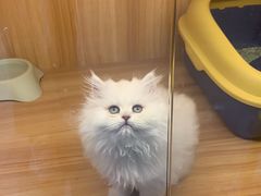 -欣宠猫屋·矮脚拿破仑·蓝金金渐层