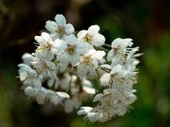 -樱桃山旅游景区