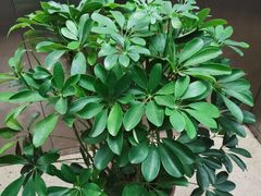 -秦美花卉(天朗·莱茵小城2期店)