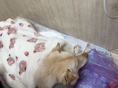 -北京观赏动物医院·24小时大型综合·猫专科·异宠专科