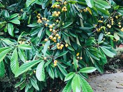 -幸福西饼生日蛋糕·下午茶(东西湖店)