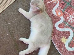 -大型宠物商超·宠海王国·宠物猫狗活体·用品·美容(新世界百货重庆店)