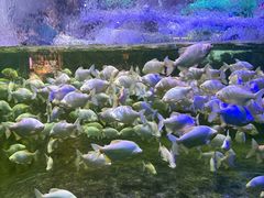 -蓬莱欧乐堡海洋极地世界
