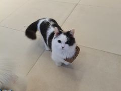 -怪兽屋·羊驼·猫咖·狗咖(俊华广场店)