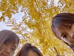 -三里屯东五街银杏大道