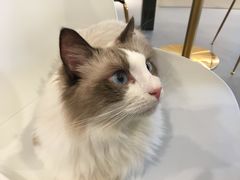 -飞行喵MR PILOT|猫舍·猫咖(静安大融城店)