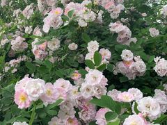 -白鹭湾湿地公园