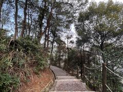 -铁山坪森林公园