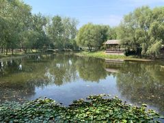 -微山湖红荷湿地景区