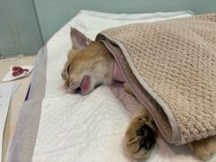 -纳吉亚猫专科动物医院博雅分院