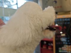 -艾贝尔宠物医院 ·中兽医·宠保定点(北门桥店)