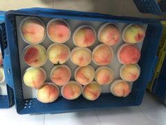 -老袁家蜜桃农场·阳山水蜜桃