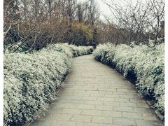 -上海共青森林公园