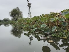 -洪湖生态旅游区