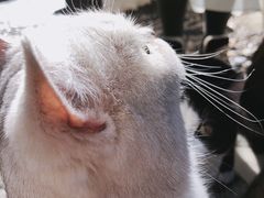 -喵屿·大理花园猫咖