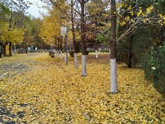 -长白岛森林公园