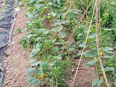 -牙山果园·烧烤野炊·钓鱼团建·烤全羊