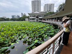 -荔湾湖公园