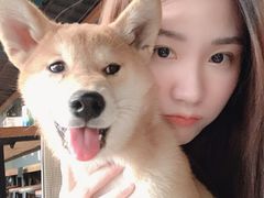 -柴犬高等学院·狗咖·柴犬售卖·宠物训练