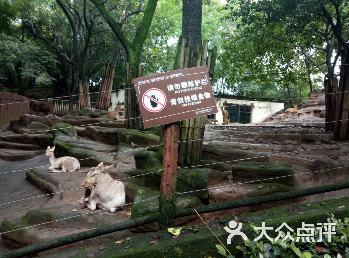 重慶動物園梅花鹿圖片 - 第2張