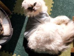 -猫猫幼稚园·撸猫·桌游·电玩