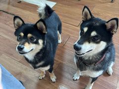 -柴犬高等学院·狗咖·柴犬售卖·宠物训练