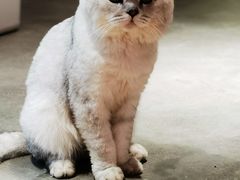 -more than meow吴止猫主题餐厅(承德 中船汇店)