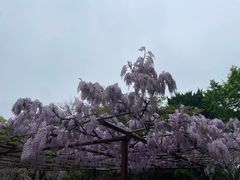 -嘉定紫藤园