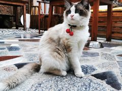 -喵屿·大理花园猫咖