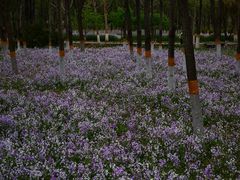 -东升八家郊野公园