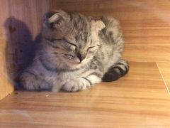 -喵百万·布偶·蓝金金渐层英短·猫舍(百子湾店)