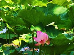 -郑州植物园