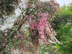 -深圳国际园林花卉博览园