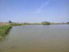 -盐城丹顶鹤湿地生态旅游区