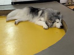 -Husky Go! 哈士奇体验馆·宠物咖啡厅狗咖