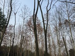 -重庆彩云湖湿地公园