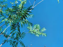-祁门牯牛降观音堂风景区