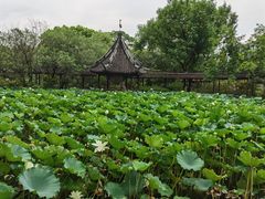 -上海醉白池公园