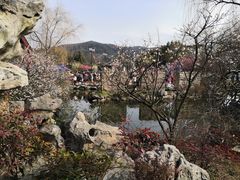 -香雪海