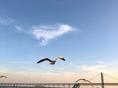 -星海湾跨海大桥