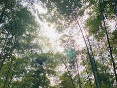 -大奇山国家森林公园