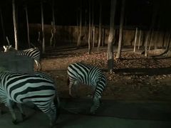 -清迈夜间动物园