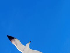 -海驴岛(荣成市)